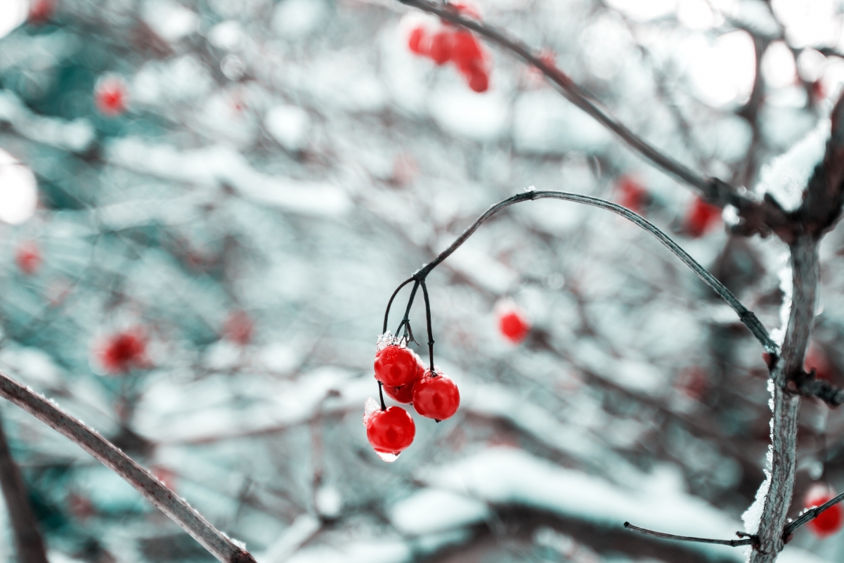 白英 红色小果实 图片 冬天